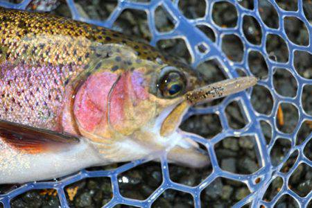 小菅トラウトガーデン 釣果