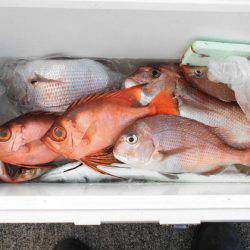 大進丸(新潟) 釣果