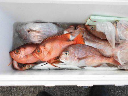 大進丸(新潟) 釣果