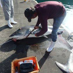 フィッシングハウス伊藤 釣果