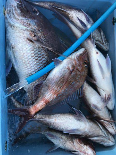 さとみ丸 釣果
