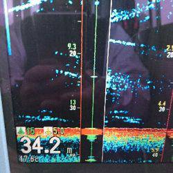 遊漁船ブルーウッズ 釣果