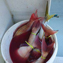 遊漁船ブルーウッズ 釣果