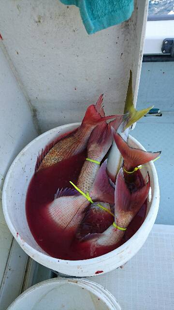 遊漁船ブルーウッズ 釣果