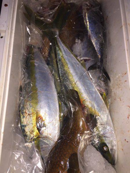 幸風(さちかぜ) 釣果