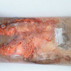 大進丸(新潟) 釣果