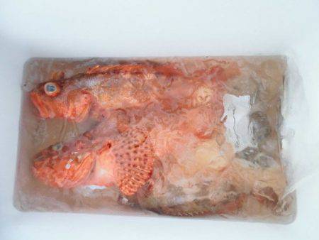 大進丸(新潟) 釣果