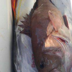 遊漁船 新鋭丸 釣果