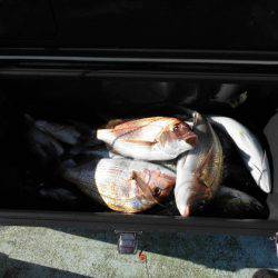 大進丸(新潟) 釣果