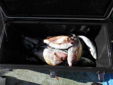 大進丸(新潟) 釣果