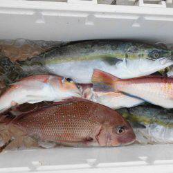 大進丸(新潟) 釣果