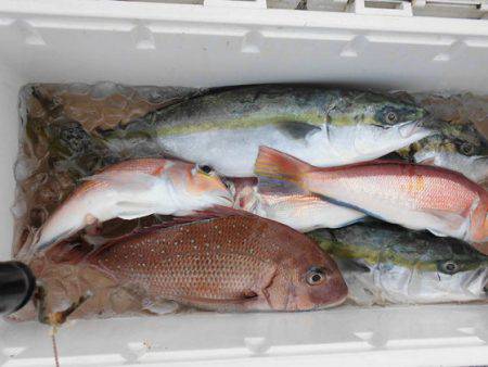 大進丸(新潟) 釣果