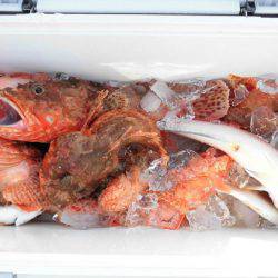 大進丸(新潟) 釣果