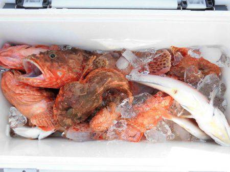 大進丸(新潟) 釣果