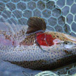 小菅トラウトガーデン 釣果