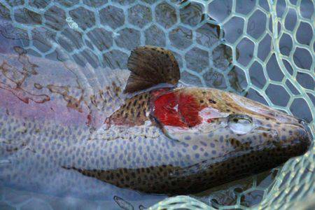 小菅トラウトガーデン 釣果