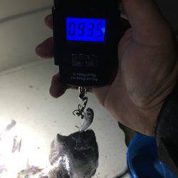 オーシャンズ 釣果