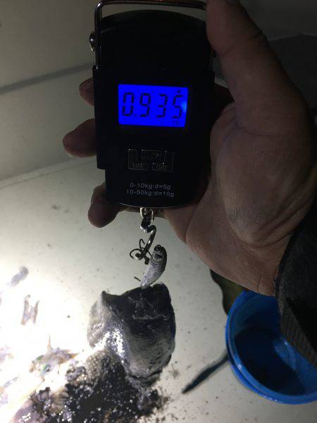 オーシャンズ 釣果