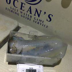 オーシャンズ 釣果