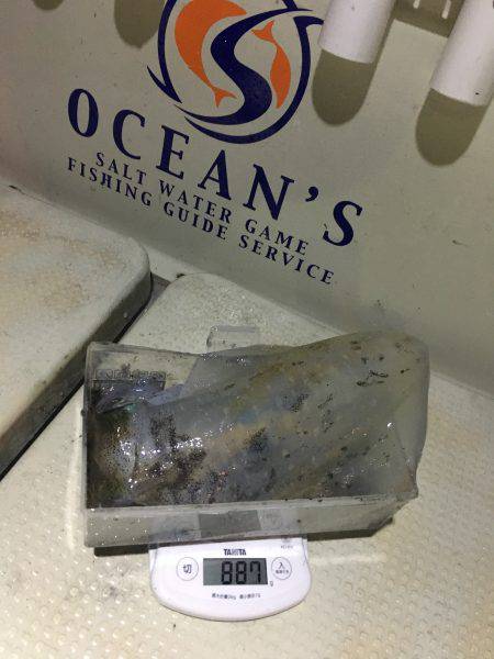 オーシャンズ 釣果