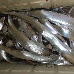 オーシャンズ 釣果