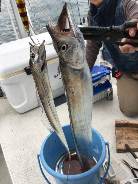 オーシャンズ 釣果