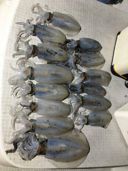 オーシャンズ 釣果