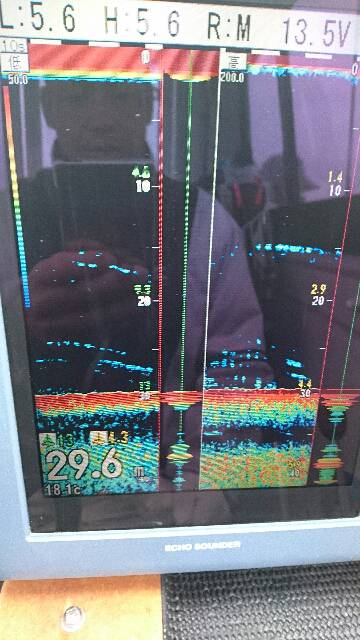 遊漁船ブルーウッズ 釣果