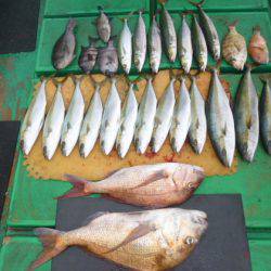 真祐丸 （しんゆうまる） 釣果