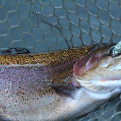 小菅トラウトガーデン 釣果