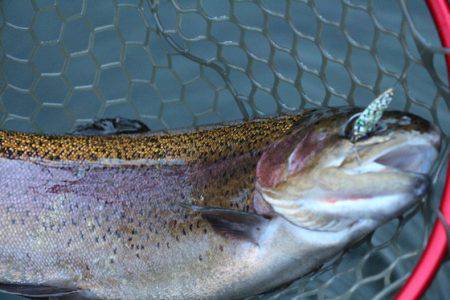 小菅トラウトガーデン 釣果