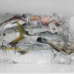 大進丸(新潟) 釣果