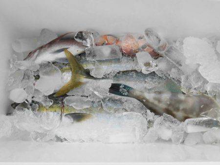 大進丸(新潟) 釣果