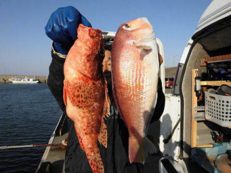 大進丸(新潟) 釣果