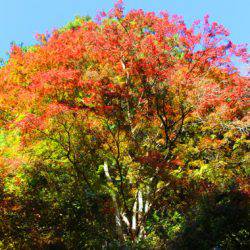 小菅トラウトガーデン 釣果
