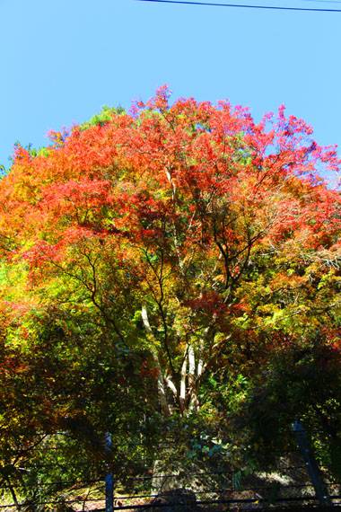 小菅トラウトガーデン 釣果