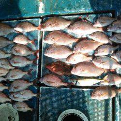 フィッシングガイド りょう 釣果