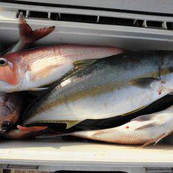 大進丸(新潟) 釣果