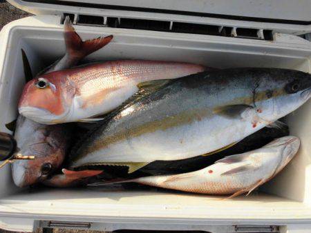 大進丸(新潟) 釣果