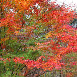 小菅トラウトガーデン 釣果