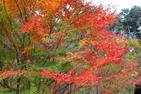 小菅トラウトガーデン 釣果