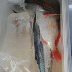 遊漁船 新鋭丸 釣果