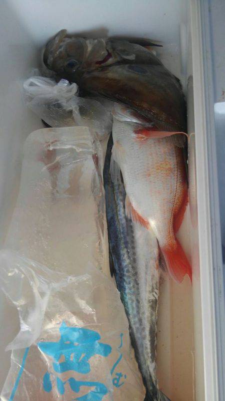 遊漁船 新鋭丸 釣果