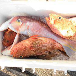 大進丸(新潟) 釣果