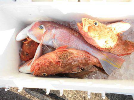 大進丸(新潟) 釣果