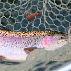 小菅トラウトガーデン 釣果