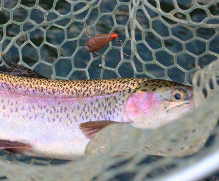 小菅トラウトガーデン 釣果