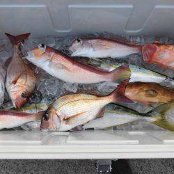 大進丸(新潟) 釣果