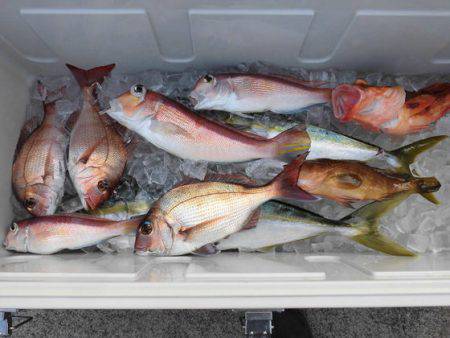 大進丸(新潟) 釣果