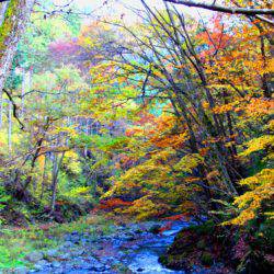 小菅トラウトガーデン 釣果